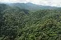 Rainforest in Borneo