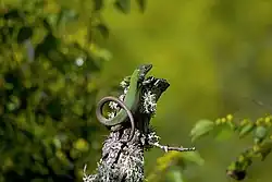 An image of an European green lizard