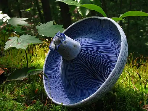Close-up of a large blue Lactarius indigo mushroom cap torn from its stem and upturned on mossy forest floor. The gills take on a darker blue coloration compared to that of the edges of the cap and stem.