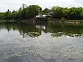 Some water lilies near the lake’s shores.