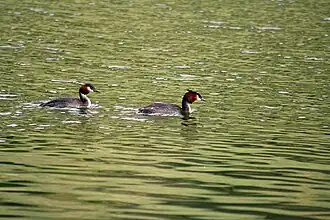 Australasian Crested Grebes on Lake Johnson
