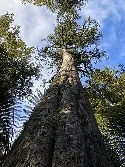 A mature Dacrydium cupressinum specimen growing above the canopy on the Lake Matheson / Te Ara Kairaumati Walk, several species can be seen the background, including epiphytes, which are plants that grow on other plants.