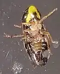 Ventral view