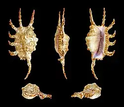 Lambis scorpius