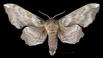 Male dorsal