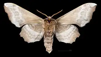 Male ventral