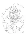 Burial 1 - A complete fully articulated adult skeleton (phase 1)