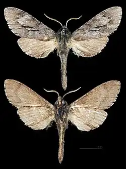 Lapara coniferarum