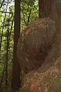 A burl the size of a refrigerator on the trunk of a Coast Redwood tree.