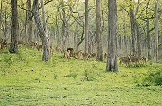 South Western Ghats moist deciduous forests, a tropical humid forest