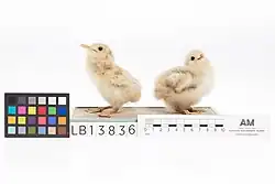 Two stuffed gull chicks with scale measurement in cm