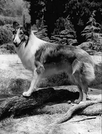 Season 17—the final CBS season—saw Lassie on her own, getting into different adventures each week. In seasons 18 and 19 (with the series airing in syndication), Lassie settled in at the Holden Ranch to close out the show's run.