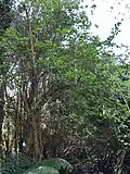 6m Logan specimen in flower 10/4/25.