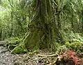 The buttressed trunk of a pukatea
