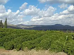 A lemon orchard in the Galilee