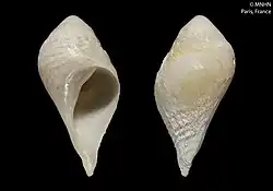 Shell specimen