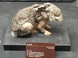 Taxidermied rabbit on a pedestal