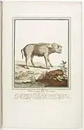 Pig from Martinique, 1775