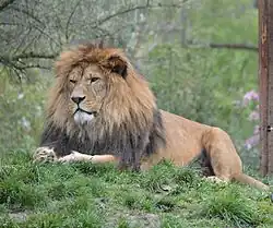 A lion, possibly of the subspecies Panthera leo leo