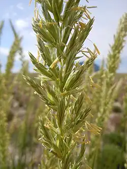 Flowering