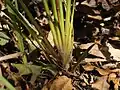 Base of plant