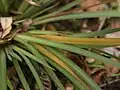 Leaves