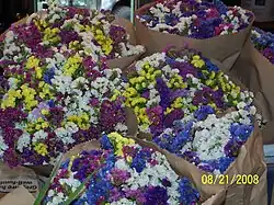 Statice - Limonium sinuatum