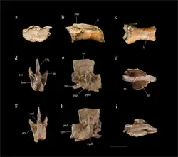Cervical (a-c) and dorsal (d-i) vertebrae