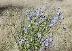 Light blue flowers scattered over thin green stems in a field of tan grasses