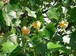 Tulip poplar tree
