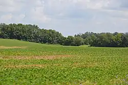 Green fields of soybeans on Lithopolis Road