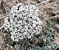 Flower umbel