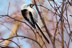 Long-tailed tit, Gothenburg