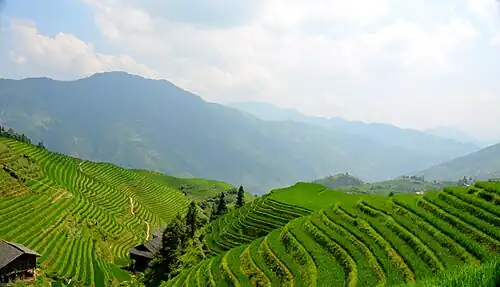 Longsheng Rice Terraces
