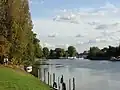 Image 11The lower end of the Staines-upon-Thames reach of the Thames, showing typical trees of the next reach and Penton Hook Island, a small nature reserve. (from Portal:Surrey/Selected pictures)