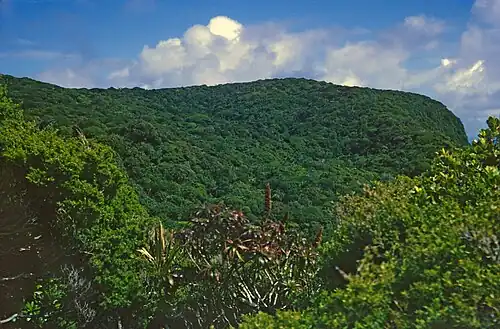 D. fitzgeraldii (in foreground) on the Gower Plateau, 1965