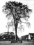 U. americana, Dufferin St., Toronto, c. 1914