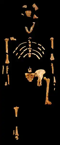 Cast of the skeleton of Lucy, an A. afarensis