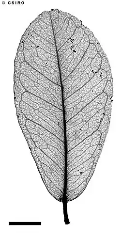 X-ray of leaf