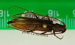 Macroeme priapica