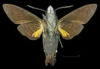 Male ventral