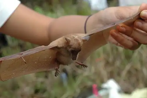 Brown bat