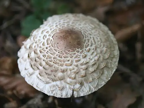 Adult C. rhacodes cap