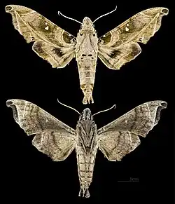 Madoryx bubastus