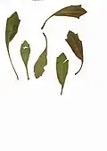 Mairia petiolata leaves
