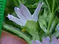 Flower showing calyx with 5 broad parts, epicalyx with 3 broad parts, sparsely hairy with simple hairs