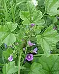 Inflorescence top