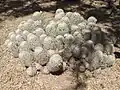 Mature plant growing in Desert Botanical Garden