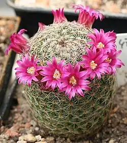 green round cactus with purple flowers