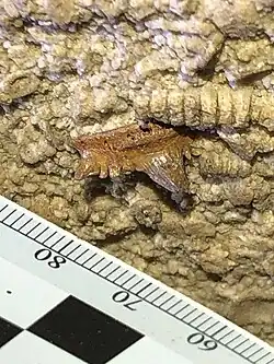 Fossilized tooth of Troglocladodus trimblei, known only from the limestones of Mammoth Cave